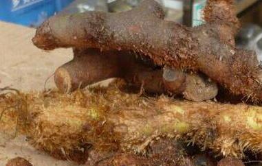 爬岩姜泡酒的作用 爬岩姜是怎样泡酒的