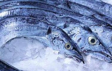 刀鱼的功效与作用及禁忌（刀鱼的功效和作用）