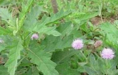 青刺尖的吃法（青刺尖的功效与作用及禁忌）