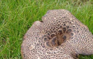 虎掌菌的功效与作用 虎掌菌的功效与作用 虎掌菌做法大全