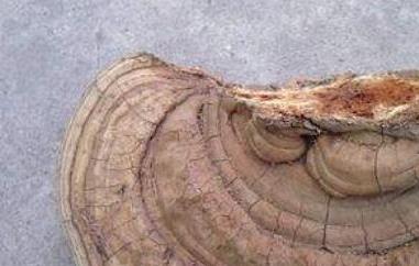 树舌灵芝的功效与作用（树舌灵芝的功效与作用及禁忌）