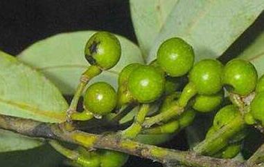 山胡椒花怎样腌制好吃（山胡椒花怎样腌制好吃视频）