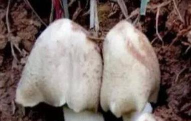 野生菌对人有什么好处（野生菌对人体有什么好处）