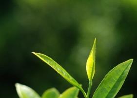 水仙茶的起源（水仙茶的起源和历史）