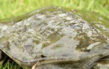 甲鱼怎么杀（甲鱼怎么做法好吃）