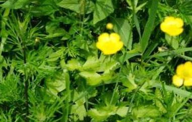 野黄花根的功效与作用 野黄花根的功效与作用是什么