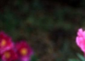 芍药花的功效与作用（芍药花的功效与作用及食用方法）