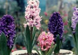 风信子如何养 风信子如何养殖栽培管理