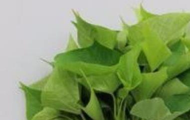 番薯叶的功效与作用 番薯叶的功效与作用 血压