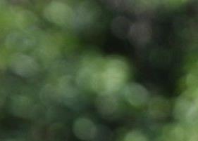 普洱茶功效（普洱茶功效生茶与熟茶区别）