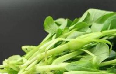 鸡毛菜的功效与作用及禁忌（鸡毛菜的功效与作用、禁忌和食用方法）