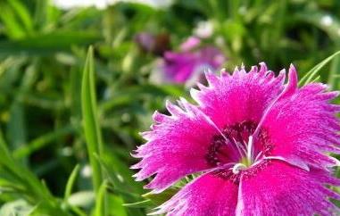 石柱子花的功效和作用及药用价值 石柱子花的副作用