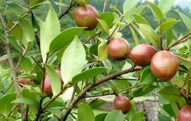 红花茶籽和白花茶籽的区别（茶籽油红花与白花的区别）