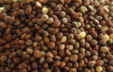 生苏子怎样做好吃（苏子怎么做好吃?）