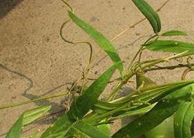 地梢瓜茶怎么做(地瓜叶茶的制作方法)