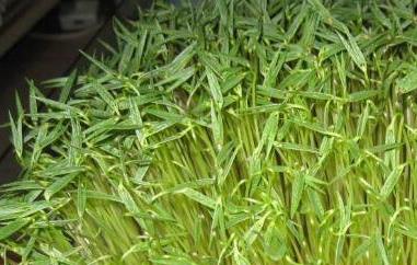 豌豆芽怎么发（豌豆芽怎么发芽快）