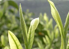 竹叶青茶叶功效（竹叶青茶叶功效与禁忌）