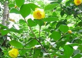 野生金花茶茶叶的功效与作用