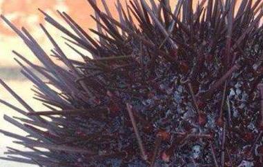 新鲜海胆怎么保存 新鲜海胆怎么保存过夜