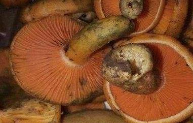 松树菌不能与什么同吃 松树菌不能和什么一起吃