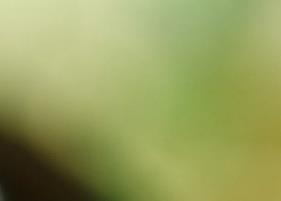 菊花茶的功效 菊花茶的功效与作用及副作用