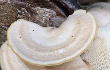 白色树舌的功效与作用 树舌 白色