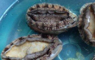 鲍鱼怎么清洗 鲍鱼怎么清洗和烹饪