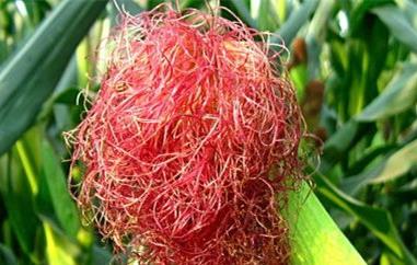 玉米须的功效与作用 玉米须的功效与作用可以降血压吗