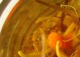 枸杞金银花茶的功效（枸杞金银花茶的功效与作用）