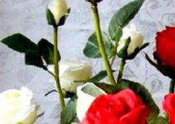 盆栽玫瑰花的养殖方法和注意事项有哪些