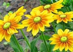 金光菊的病虫害防治 黄金菊病虫害防治