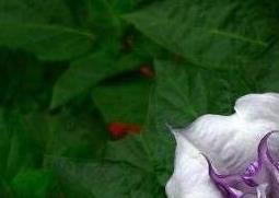 曼陀罗的功效与作用及药用价值 曼陀罗的功效与作用及药用价值