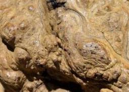 崖柏的功效与作用 崖柏的功效与作用禁忌