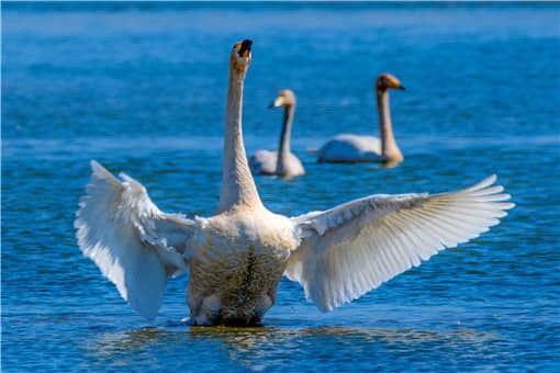 老人散步时被两只大白鹅攻击致残