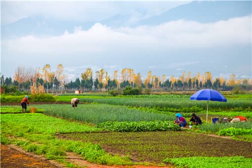 2021土地管理法农用地转用政策：具体怎么审批？