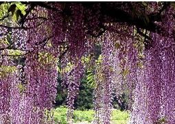 紫藤花营养价值和食用方法（紫藤花的营养价值与功效）