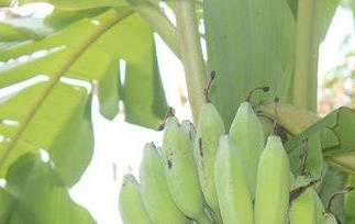 青芭蕉怎么吃（青芭蕉怎么吃最好）
