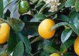 金桔树怎么养（金桔树怎么养成的）