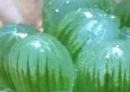 冰灯玉露的养殖方法和注意事项 冰灯玉露的养殖方法和注意事项图片