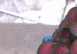 红网纹草怎么养 红叶网纹草的种植方法