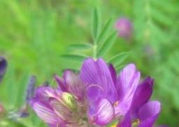 达乌里黄耆的功效与作用（乌达里黄芪）