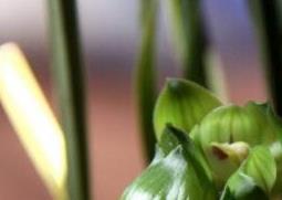 五瓣兰花的养殖方法和注意事项 五瓣兰花的养殖方法和注意事项视频