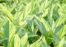 花叶良姜的功效与作用（良姜叶的功效与作用及食用方法）