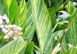 艳山姜的功效与作用（艳山姜的功效与作用禁忌）