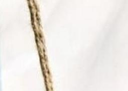 千佛手多肉怎么养(千佛手多肉怎么养才好看)