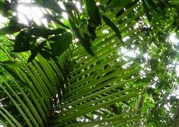 沉香树的功效与作用（沉香树作用功效与作用）