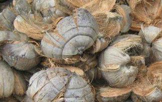 椰子外皮的功效与作用（椰子外皮的功效与作用及禁忌）