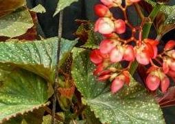 竹节海棠花的养殖方法和注意事项有哪些