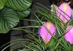 紫凤梨的功效与作用 紫花凤梨的功效与作用