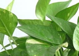 绿萝的养殖方法和注意事项（扦插绿萝的养殖方法和注意事项）